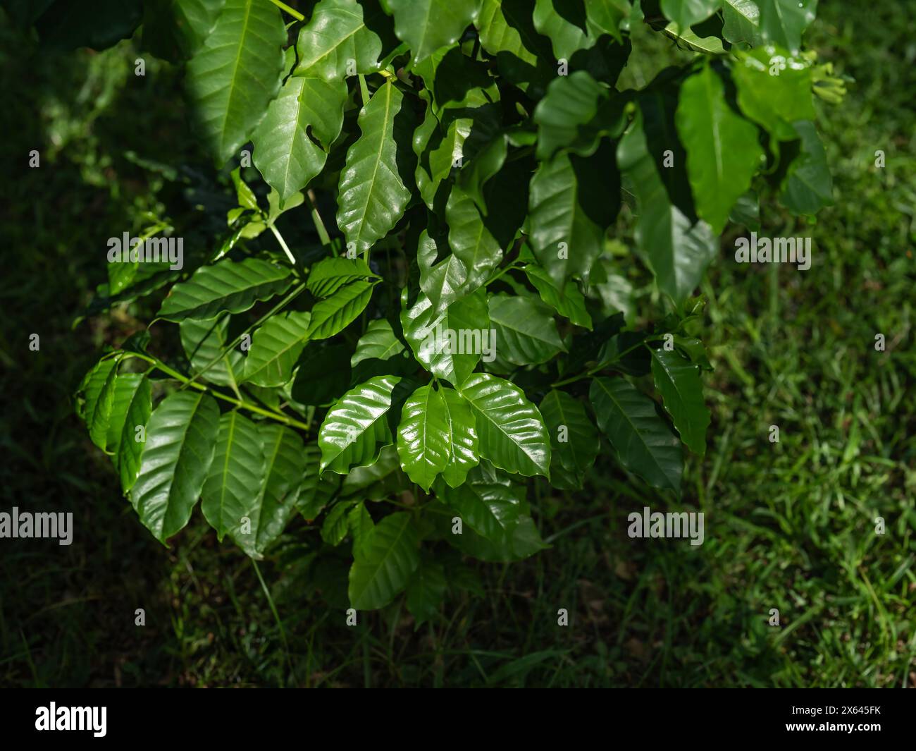 Foglie verdi di piante di caffè. Foto Stock