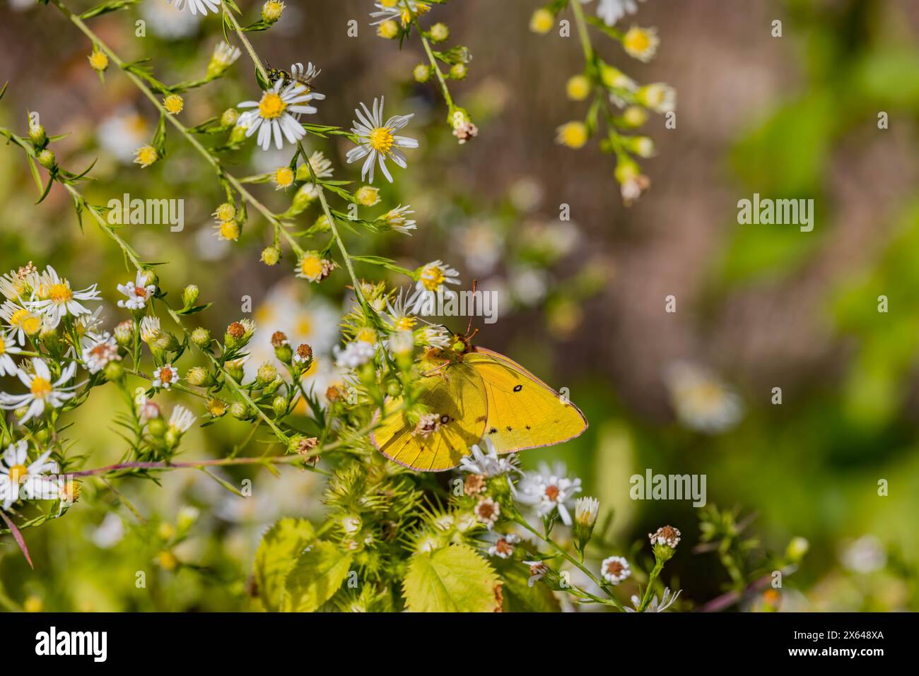 Primo piano di una farfalla gialla all'Arkansas Foto Stock