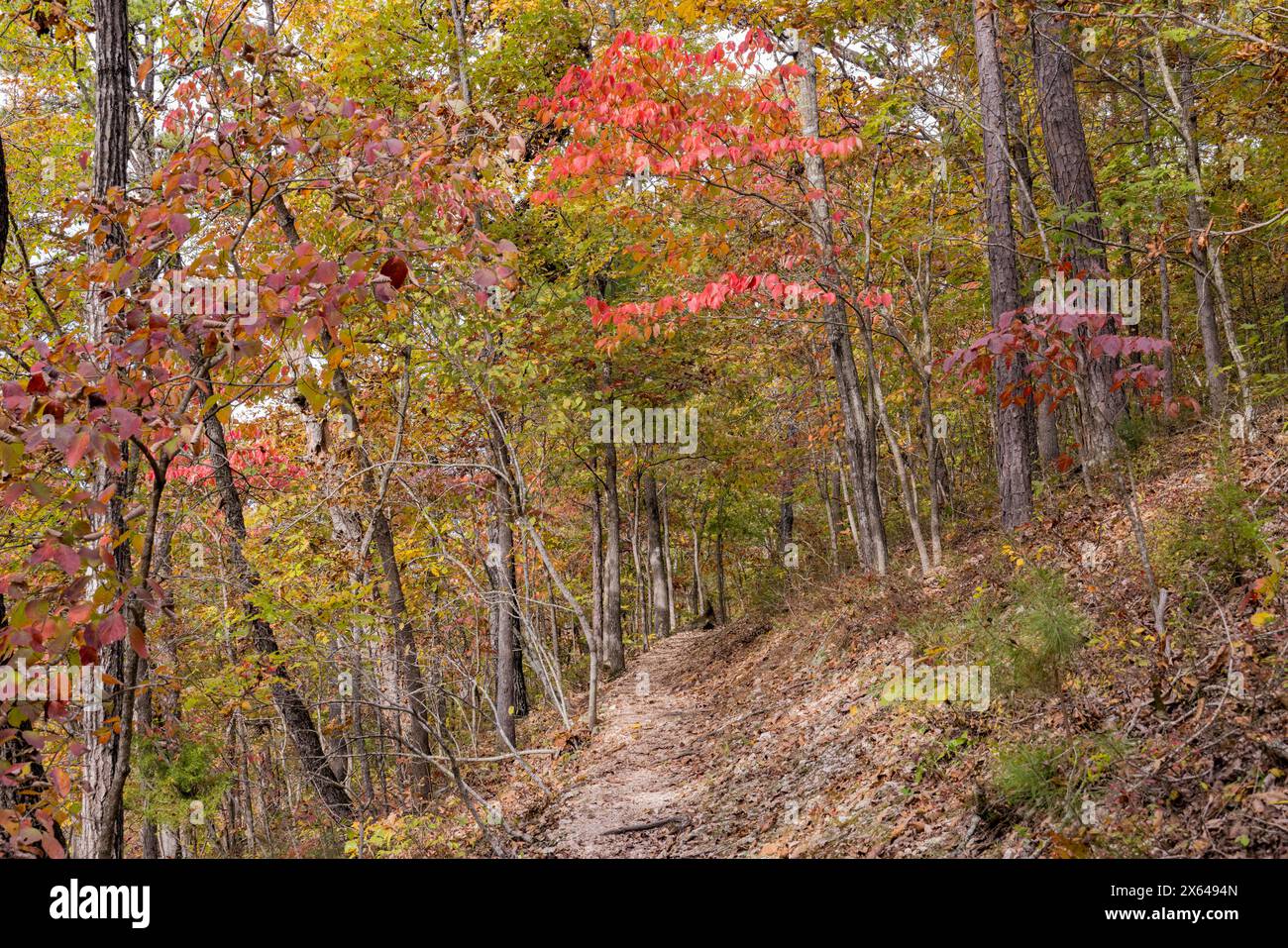 Vista soleggiata dello splendido colore autunnale dell'Hobbs State Park-Conservation area, Arkansas Foto Stock
