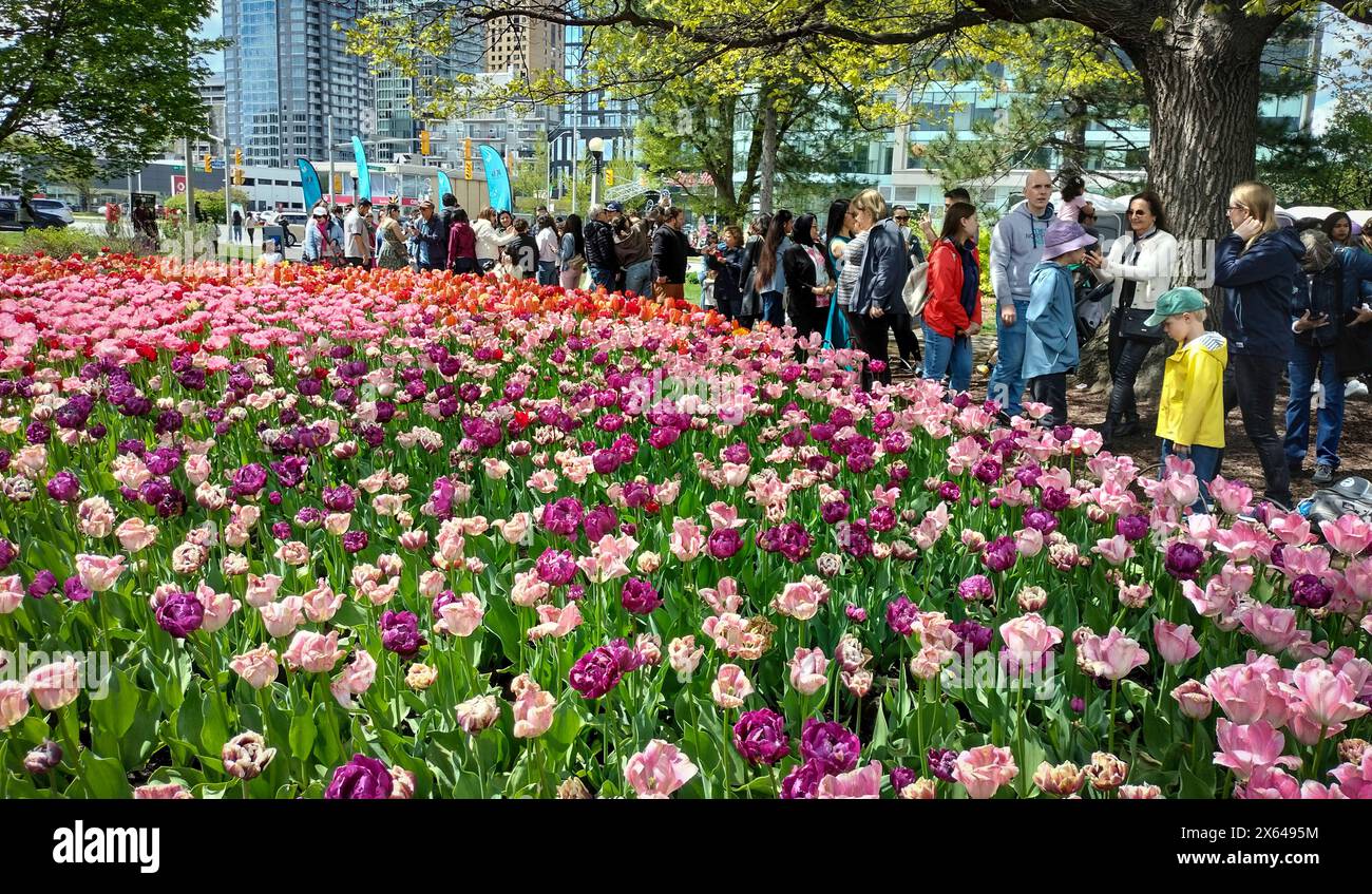 Ottowa, Ontario, Canada. 12 maggio 2024. Il festival dei tulipani è iniziato a Ottawa, la capitale del Canada. I tulipani in varie parti della città saranno esposti fino al 20 maggio. (Credit Image: © Serkan Senturk/ZUMA Press Wire) SOLO PER USO EDITORIALE! Non per USO commerciale! Foto Stock