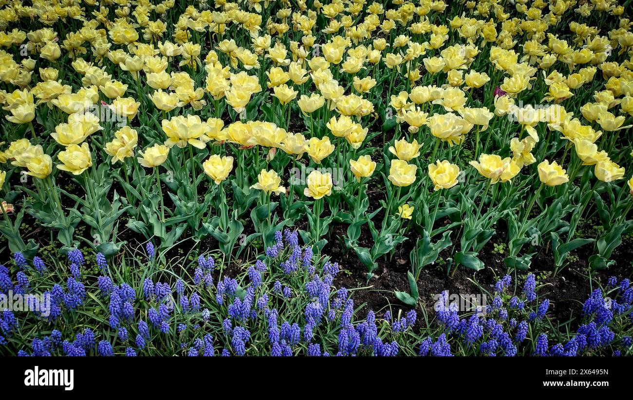 Ottowa, Ontario, Canada. 12 maggio 2024. Il festival dei tulipani è iniziato a Ottawa, la capitale del Canada. I tulipani in varie parti della città saranno esposti fino al 20 maggio. (Credit Image: © Serkan Senturk/ZUMA Press Wire) SOLO PER USO EDITORIALE! Non per USO commerciale! Foto Stock
