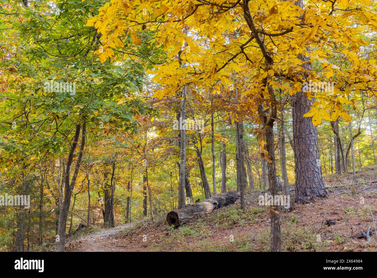Vista soleggiata dello splendido colore autunnale dell'Hobbs State Park-Conservation area, Arkansas Foto Stock