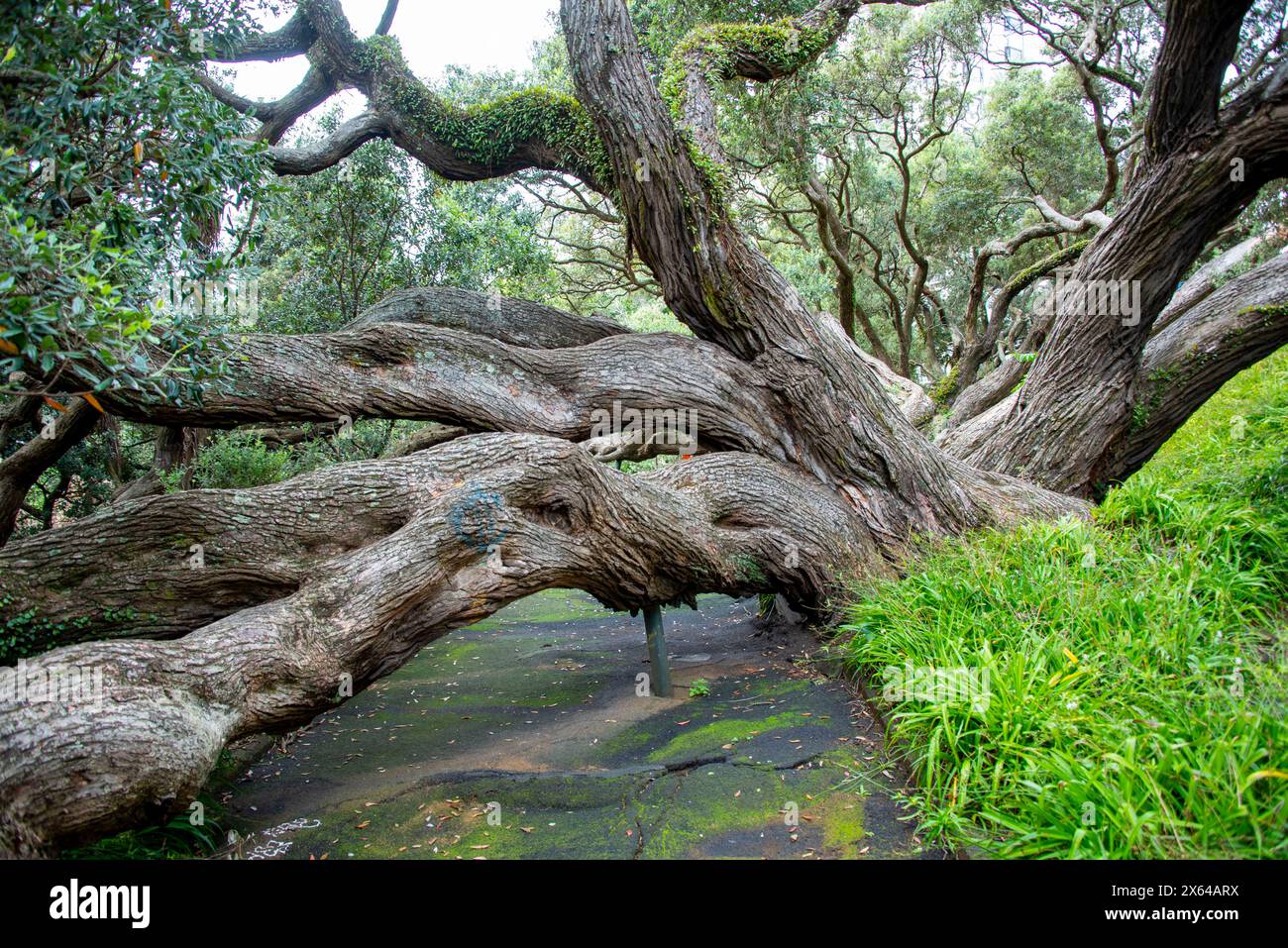 Pohutukawa Tree in Emily Place Reserve - Auckland - nuova Zelanda Foto Stock