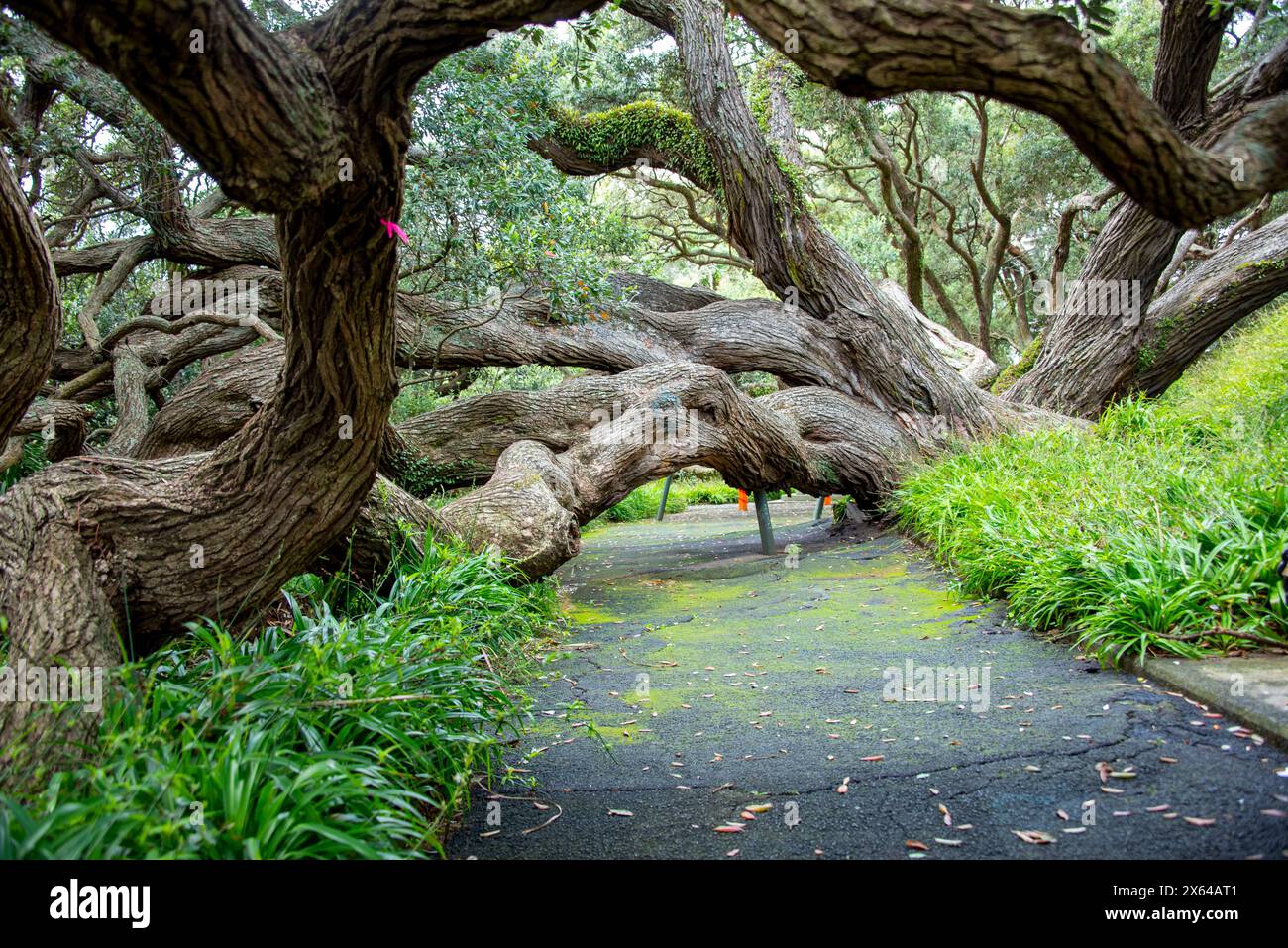 Pohutukawa Tree in Emily Place Reserve - Auckland - nuova Zelanda Foto Stock