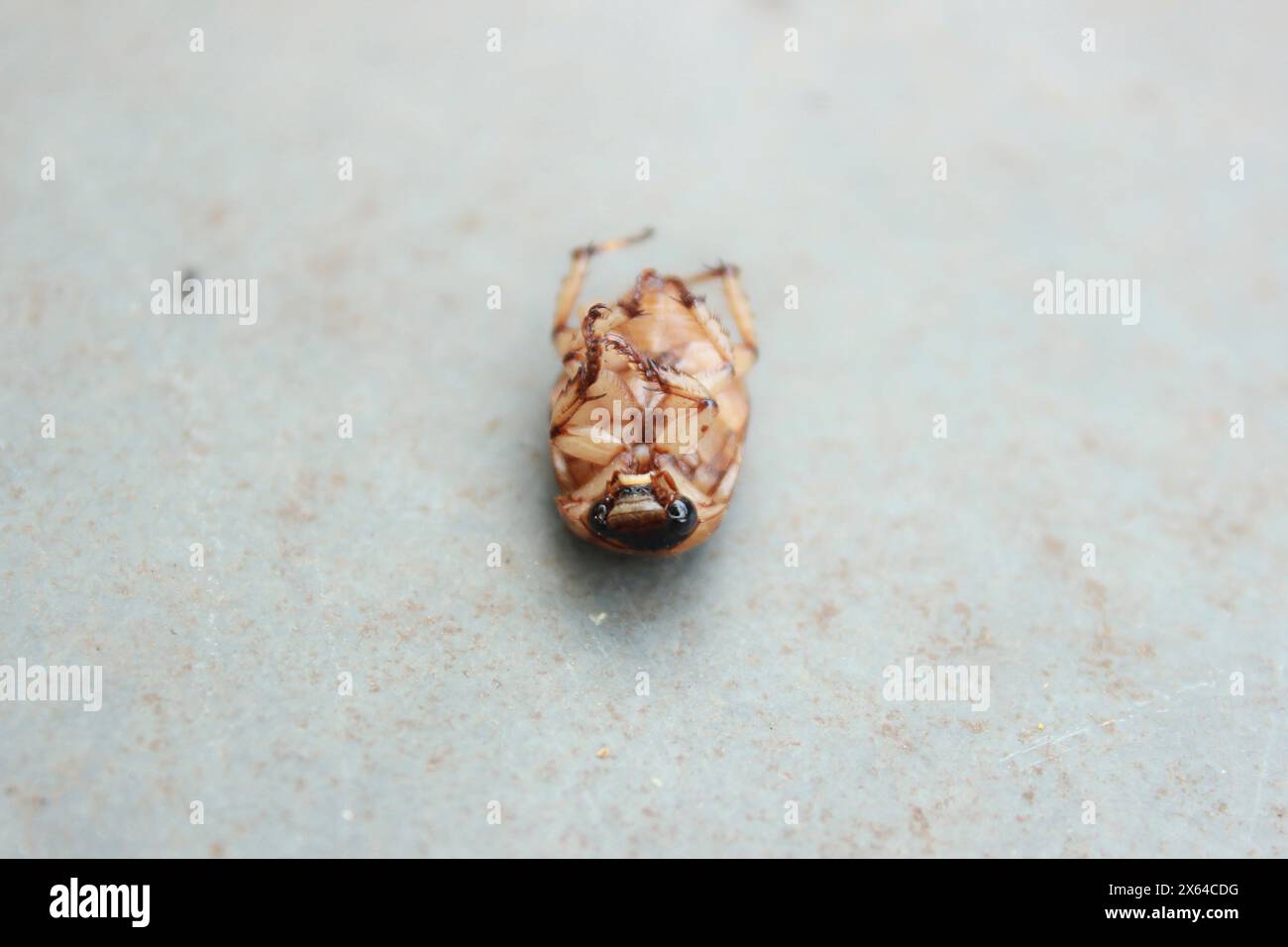 Insetto noto come coleottero mascherato, boccaglio di torta o Pan di pollo, specie Cyclocephala lurida, scarabeo della famiglia Scarabaeidae, sottofamiglia Dynastinae. Foto Stock