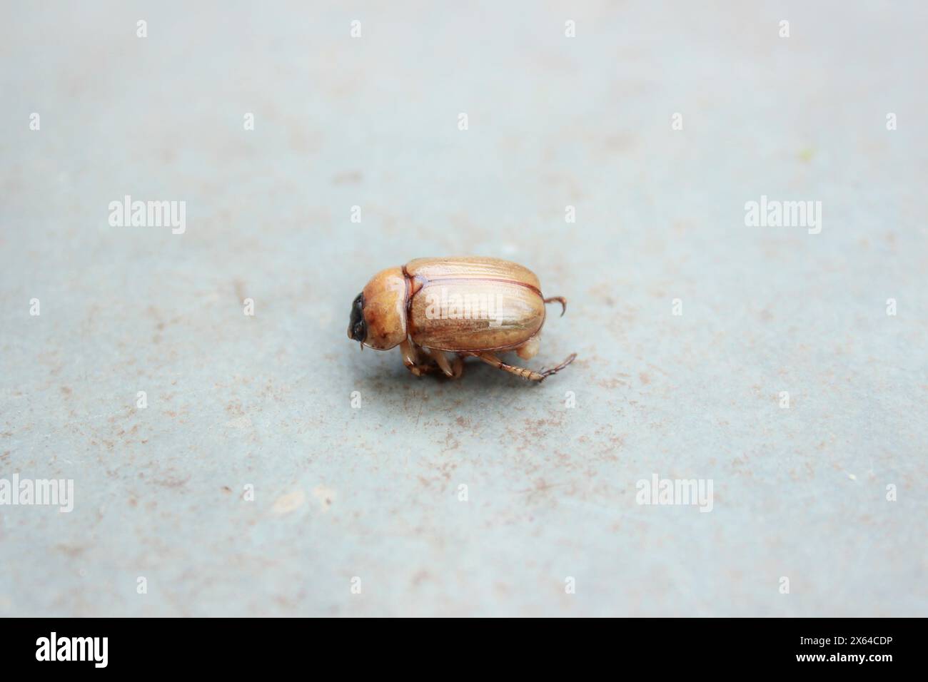 Insetto noto come coleottero mascherato, boccaglio di torta o Pan di pollo, specie Cyclocephala lurida, scarabeo della famiglia Scarabaeidae, sottofamiglia Dynastinae. Foto Stock