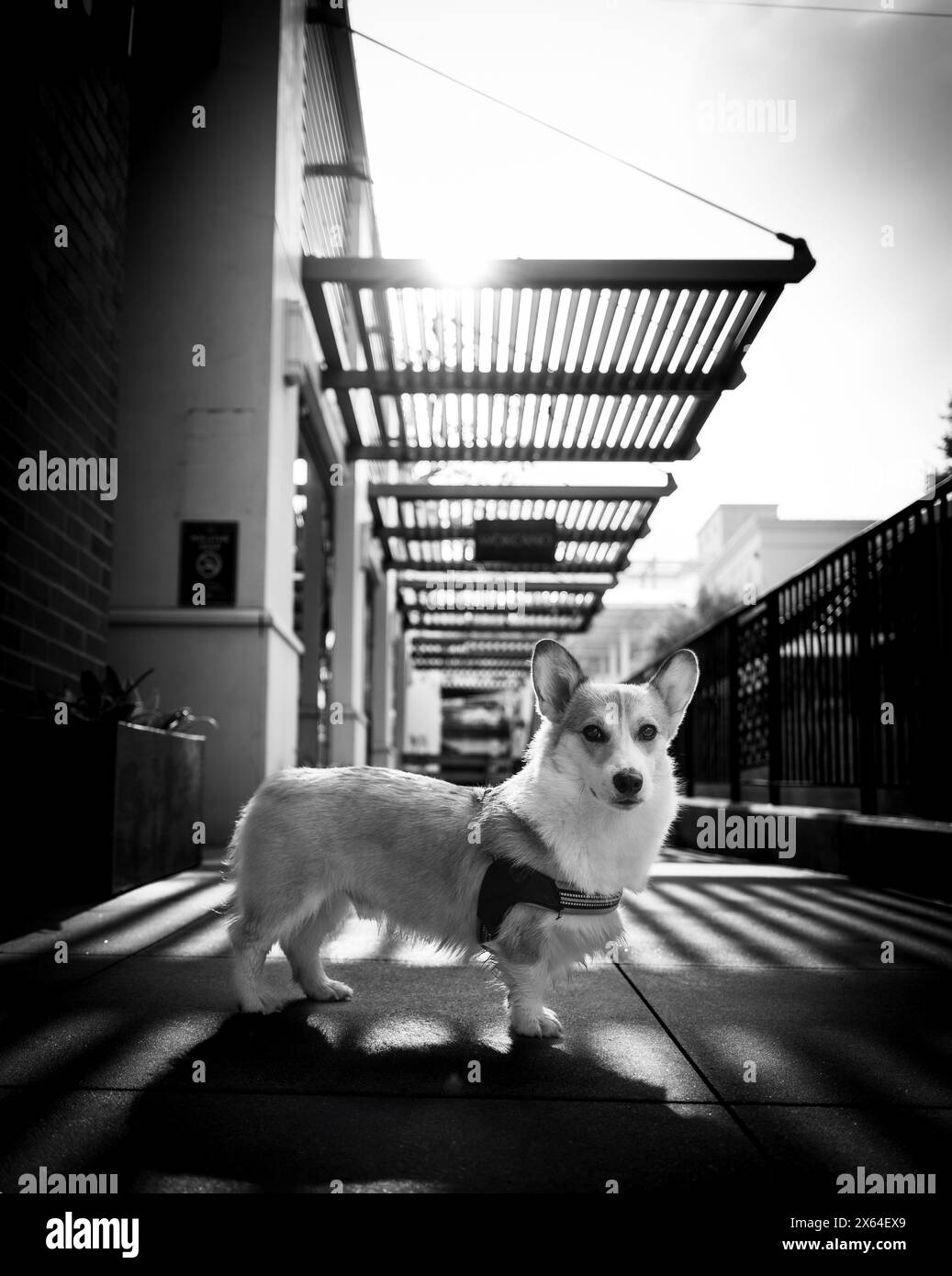 Buon cucciolo Corgi Foto Stock