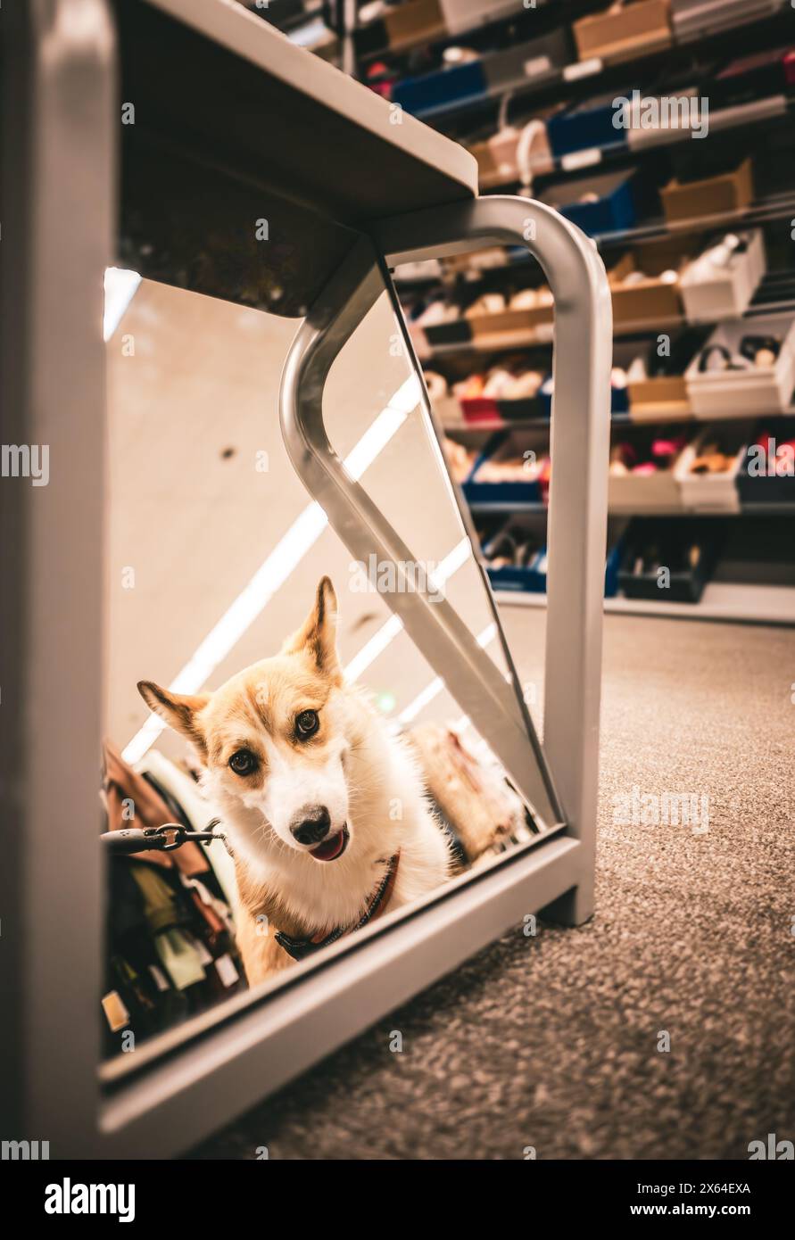 Buon cucciolo Corgi Foto Stock