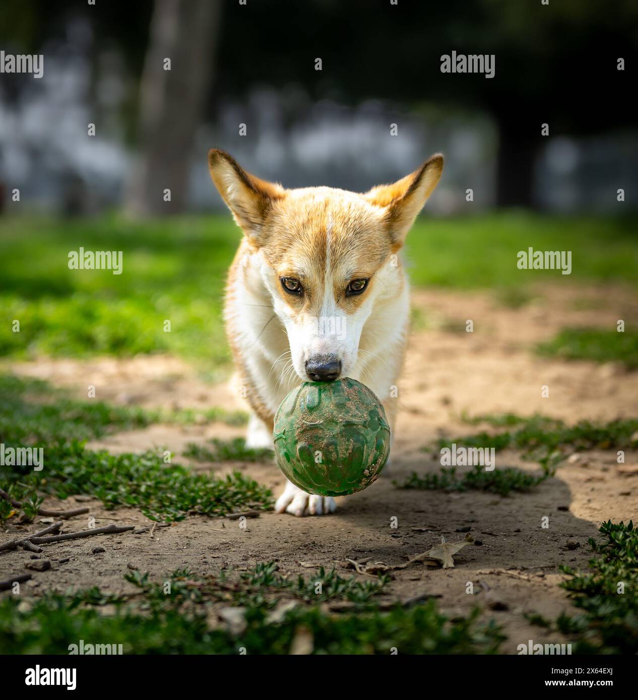 Buon cucciolo Corgi Foto Stock