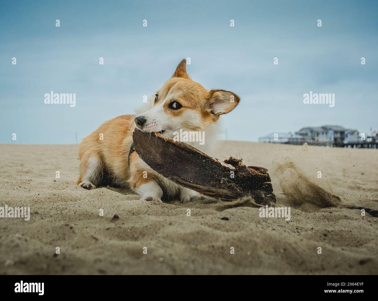 Buon cucciolo Corgi Foto Stock