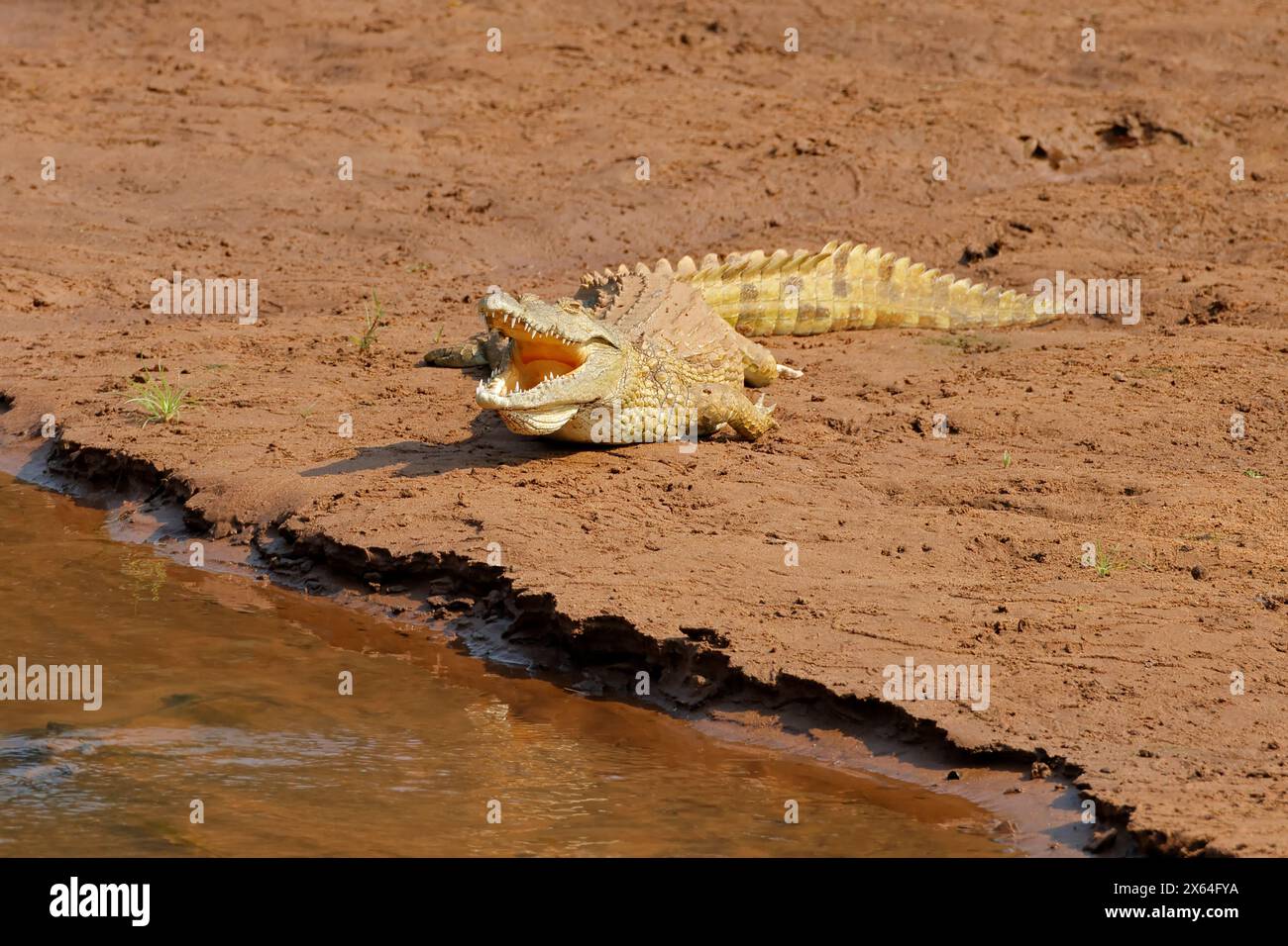 Un grande coccodrillo del Nilo (Crocodylus niloticus) che si crogiola nell'habitat naturale, il Parco Nazionale di Kruger, Sudafrica Foto Stock