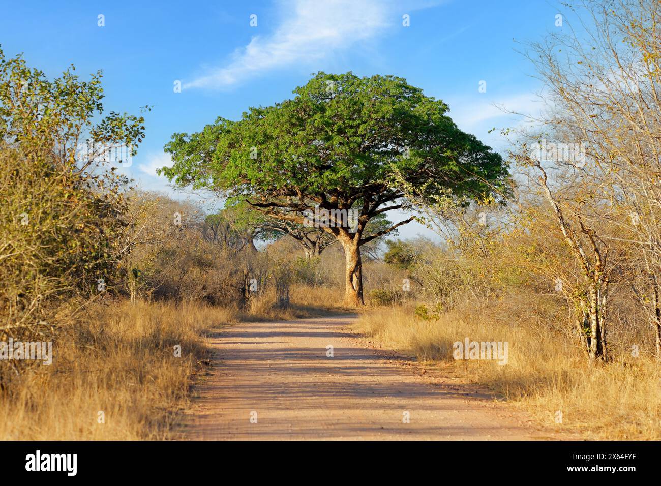 Bellissimo grande albero di mogano (Afzelia quanzensis), parco nazionale di Kruger, Sudafrica Foto Stock