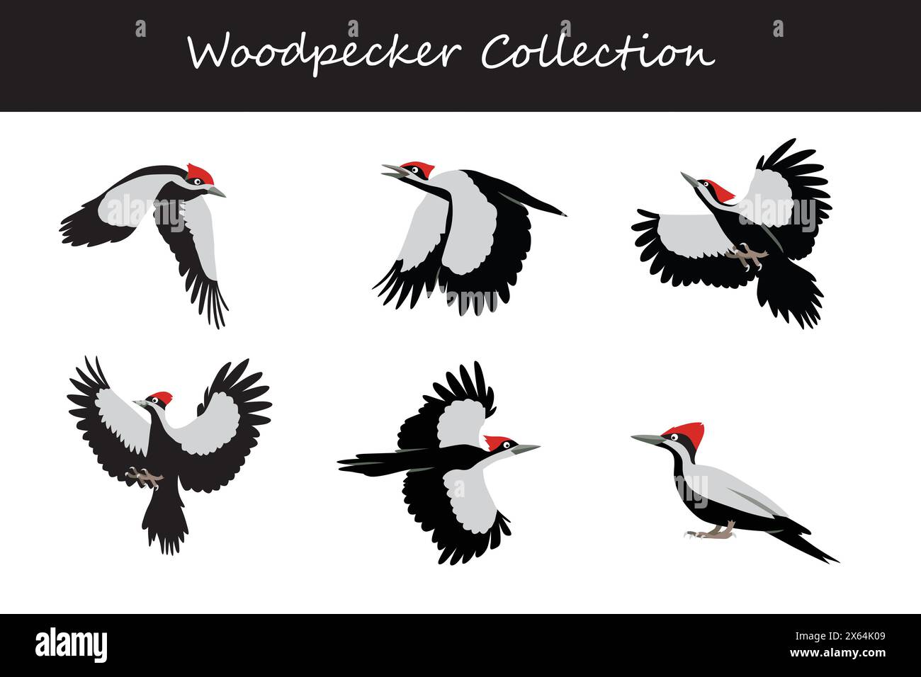 Collezione Woodpecker. Woodpecker in pose diverse. Illustrazione vettoriale. Illustrazione Vettoriale