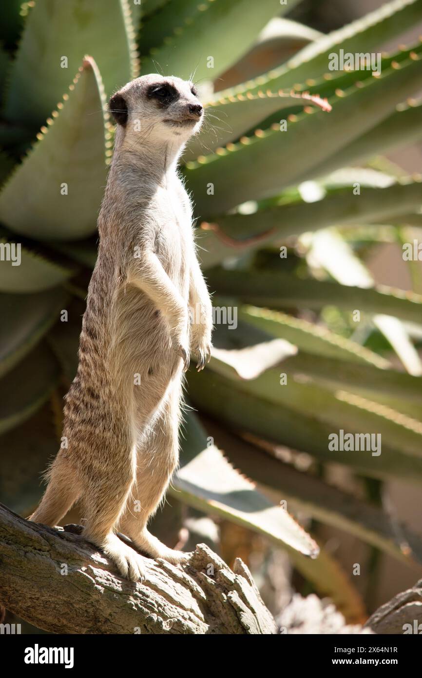 I meerkat sono piccoli mammiferi con pelliccia grigliata e marrone. Hanno macchie scure intorno agli occhi per proteggere gli occhi dal sole Foto Stock
