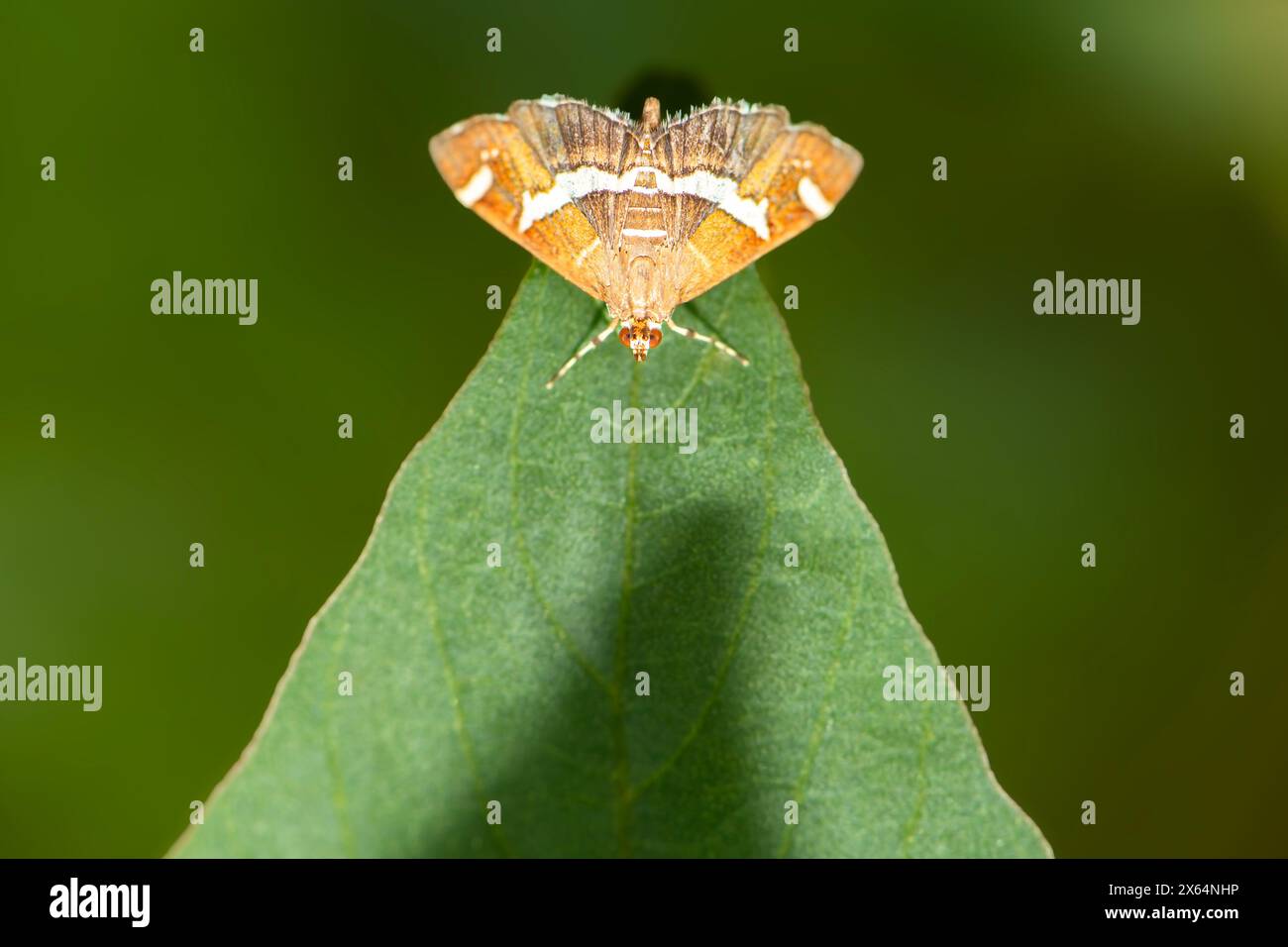 Spoladea Recurvalis Moth che riposa sul fogliame durante la mattina a Oxley Creek Common, Brisbane, Queensland. Foto Stock