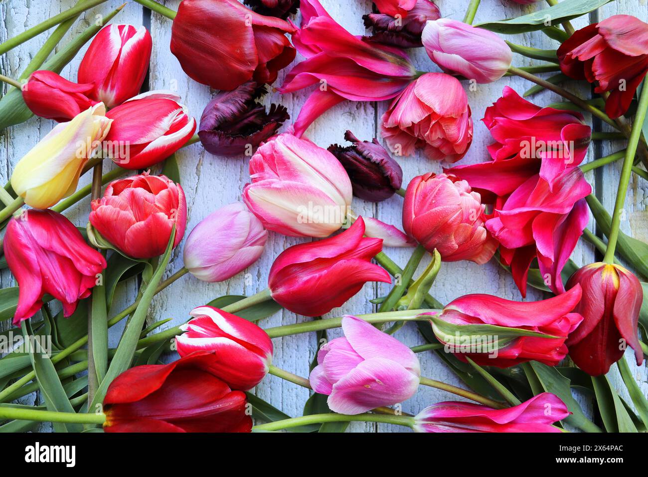 Bella parete fatta di fiori viola viola rosso tulipani, pressa-muro, sfondo, sfondo giorno valentino . Foto Stock
