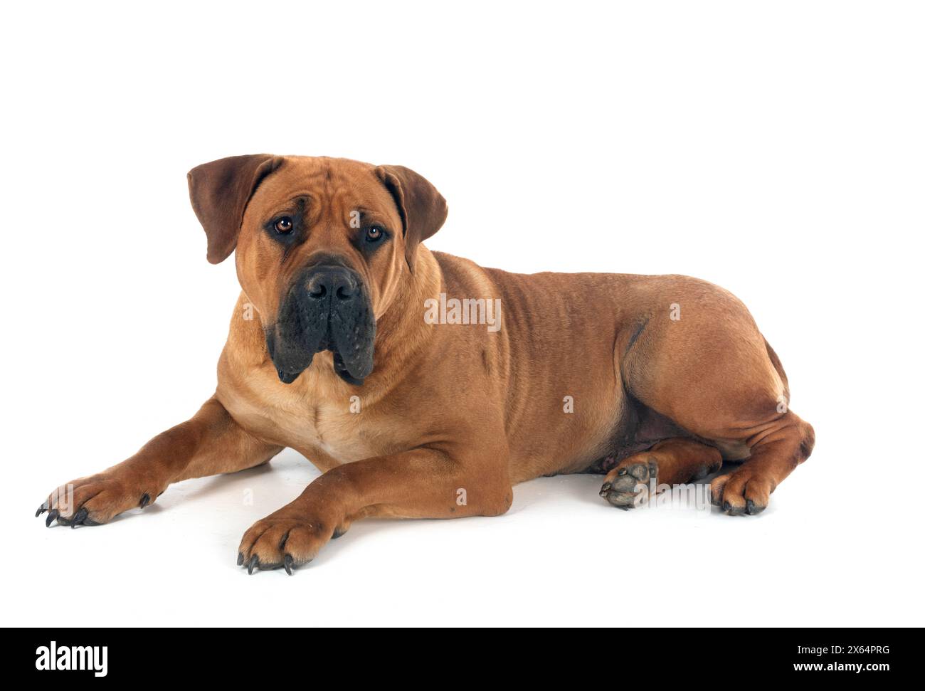 Rara razza boerboel sudafricano in posa di fronte a sfondo bianco Foto Stock