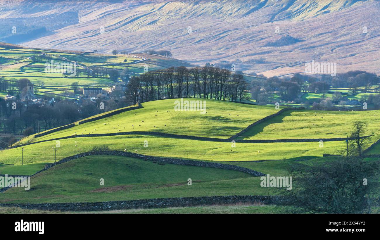 Alberi illuminati dal sole, muretti a secco e campi verdi nei pressi di Hardraw, Hawes, Wensleydale, Yorkshire Dales, Regno Unito. Foto Stock