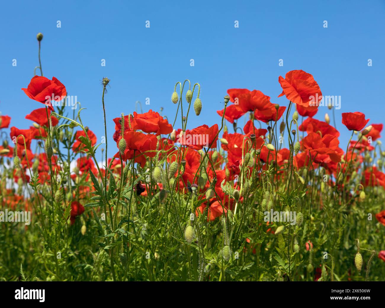 Campo di papaveri rossi o papavero comune, papavero di mais, rosa di mais, papavero da campo, papavero delle fiandre, in latino Papaver Rhoaes Foto Stock