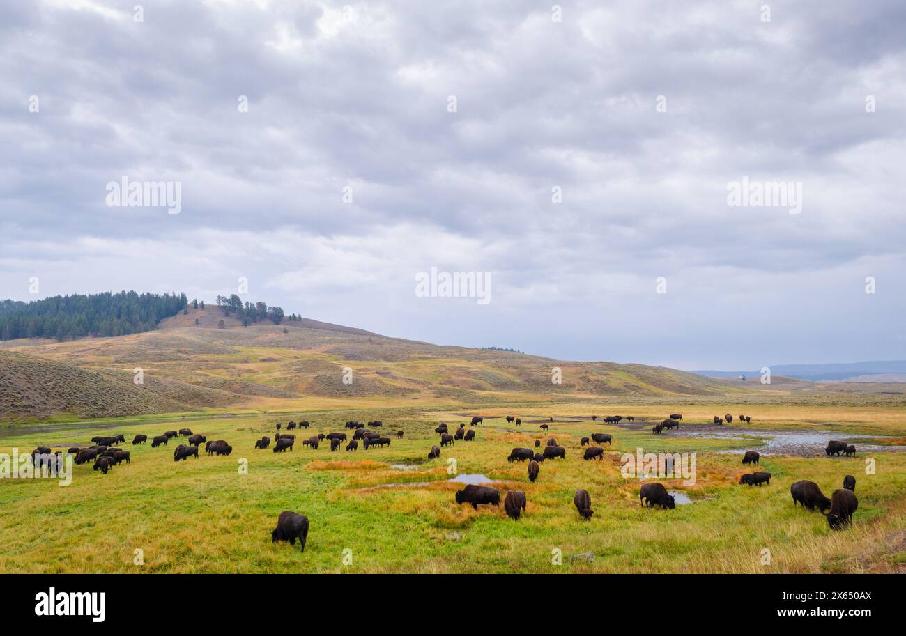 Una mandria di bisonti nella Lamar Valley nel parco nazionale di Yellowstone, Stati Uniti Foto Stock