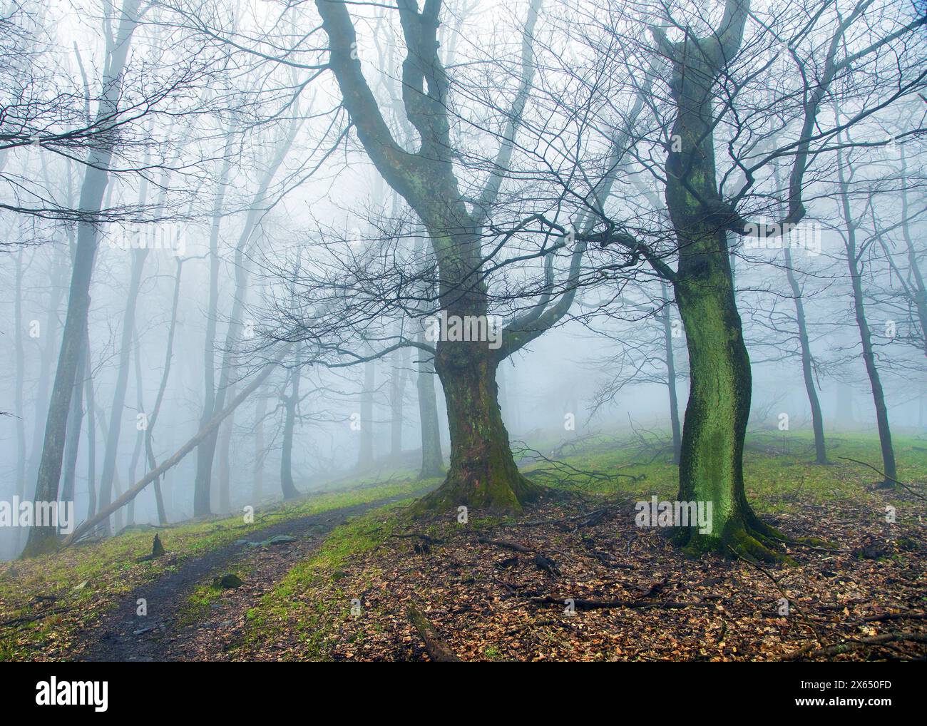 natura morta nella foresta di montagna, vista in una foresta nebbiosa di primavera con un sentiero, una foresta misteriosa senza foglie Foto Stock