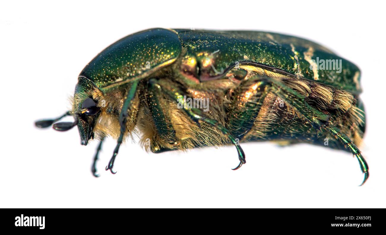 Green Rose Chafer, in latino Cetonia Aurata, isolato su sfondo bianco Foto Stock