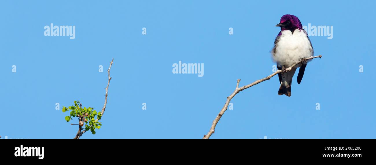 Amethystglanzstar, Amethyst-Glanzstar, Amethyst Starling, Violet Starling (Cinnyricinclus leucogaster), Foto Stock