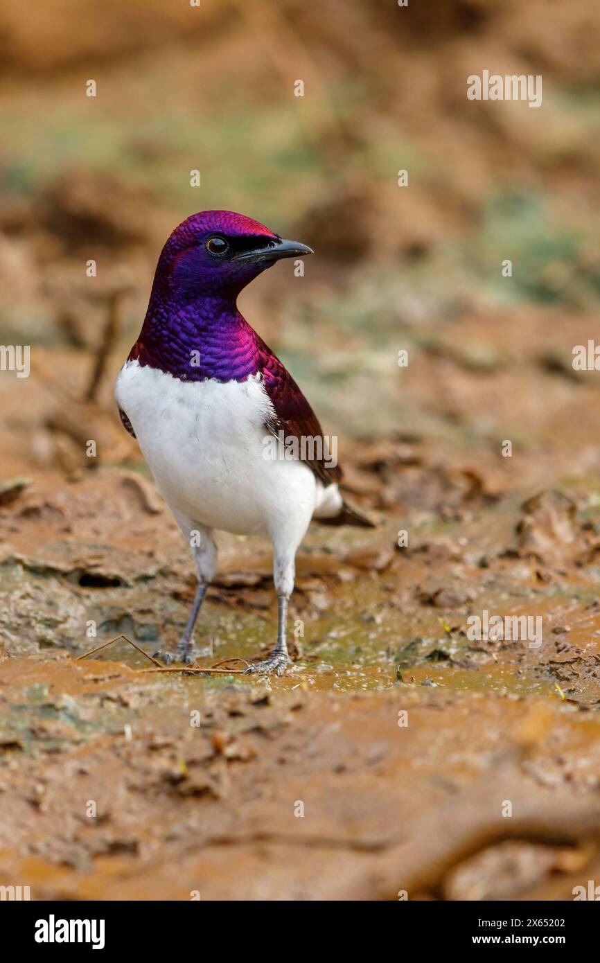 Amethystglanzstar, Amethyst-Glanzstar, Amethyst Starling, Violet Starling (Cinnyricinclus leucogaster), Foto Stock