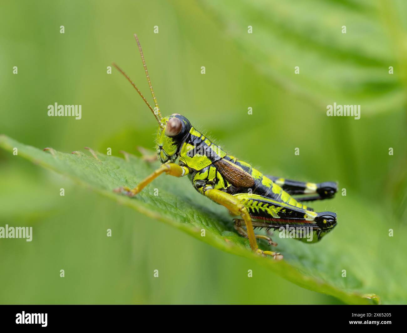 Alpine Gebirgsschrecke, Alpine-Gebirgsschrecke (Miramella alpina), Schrecke, Kurzfühlerschrecke, Green Mountain Grasshopper, Heuschrecke, Insekt, Ins Foto Stock