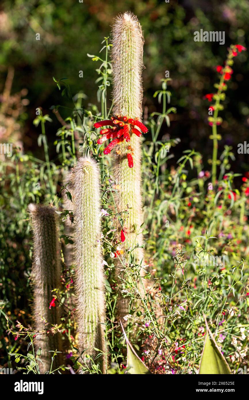 Cactus torcia argento con fiori tubulari rossi. I cactus della torcia Wolly fioriscono con densa spina dorsale bianca. Cleistocactus strausii in fiore Foto Stock