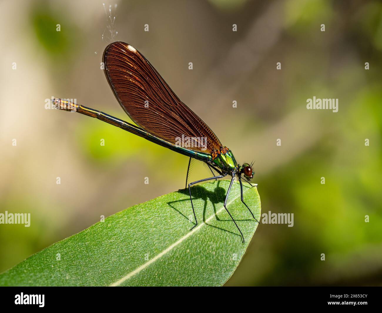 Feuerlibelle, Libelle, Dragonfly, Kleinlibelle, Griechenland, Insel Lesbos (Crocothemis erythraea), Foto Stock