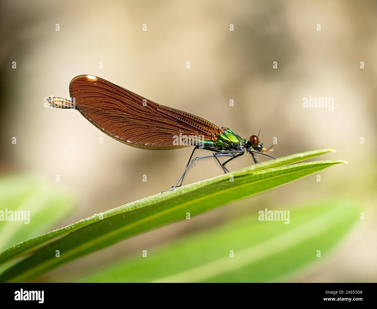 Feuerlibelle, Libelle, Dragonfly, Kleinlibelle, Griechenland, Insel Lesbos (Crocothemis erythraea), Foto Stock