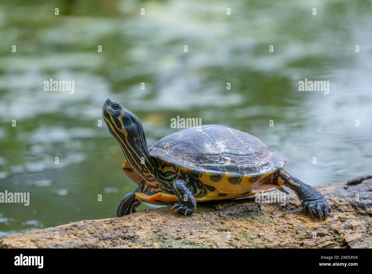 Una Terrapina dalle orecchie rosse, (Trachemys scripta elegans), che poggia su un tronco parzialmente sommerso in un lago a Blackpool, Lancashire, Regno Unito Foto Stock