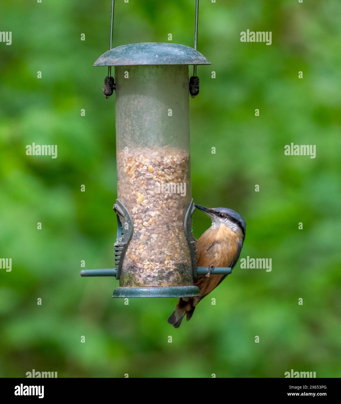 Un Nuthatch, (Sitta europaea), che si nutre quando si attacca ad un alimentatore di uccelli sospeso Foto Stock