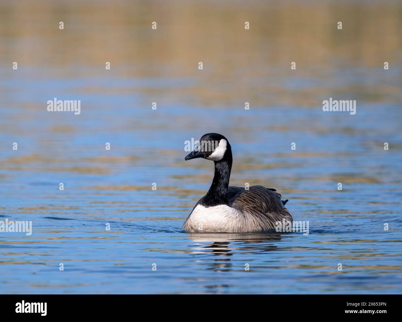 Un'oca solitaria del Canada, (Branta canadensis), su un lago a Fleetwood, Lancashire, Regno Unito Foto Stock