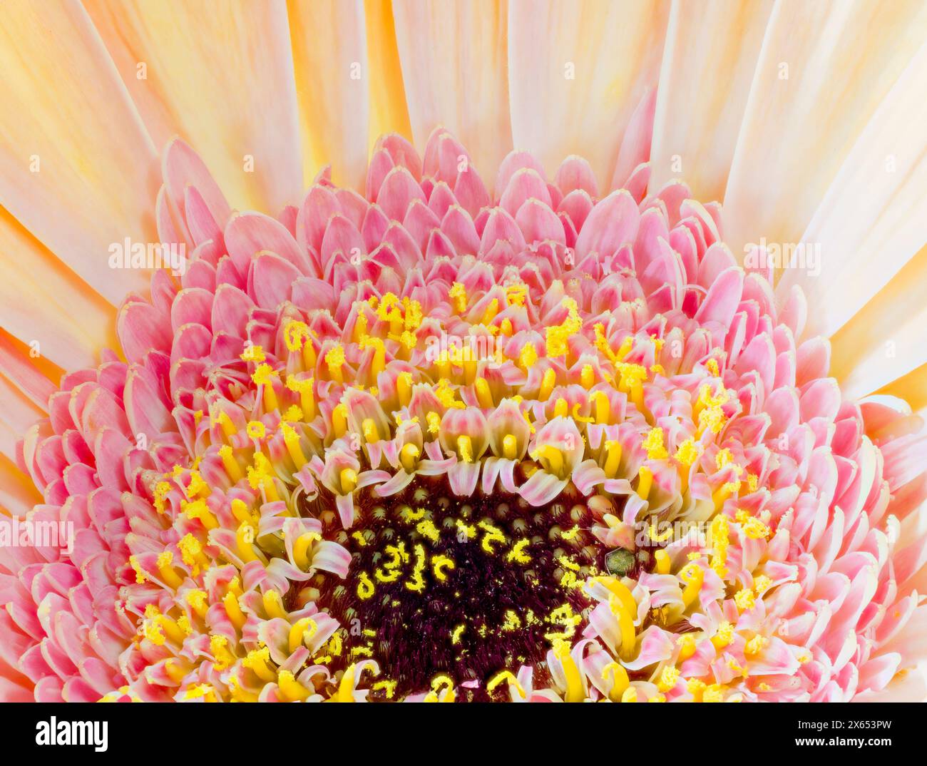 Un primo piano di un fiore di Gerbera giallo e rosa Foto Stock