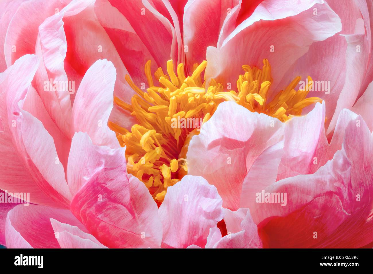 Un primo piano di fiori di peonia rosa che mostrano gli strati di petali e le anatre gialle Foto Stock