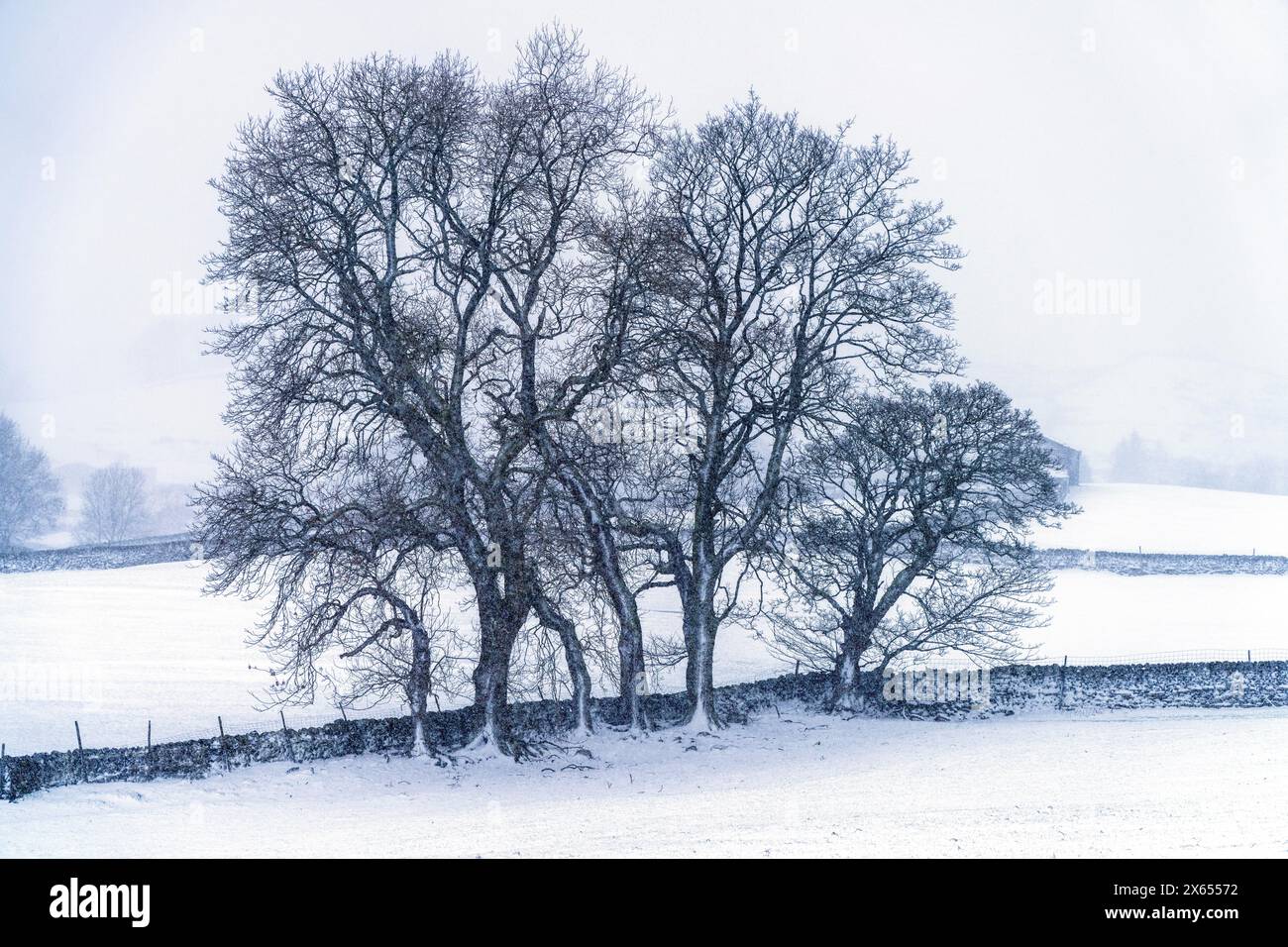 Forti nevicate, campi, muretti a secco e alberi in terreni agricoli vicino a Hawes, nell'alta Wensleydale, in Inghilterra Foto Stock