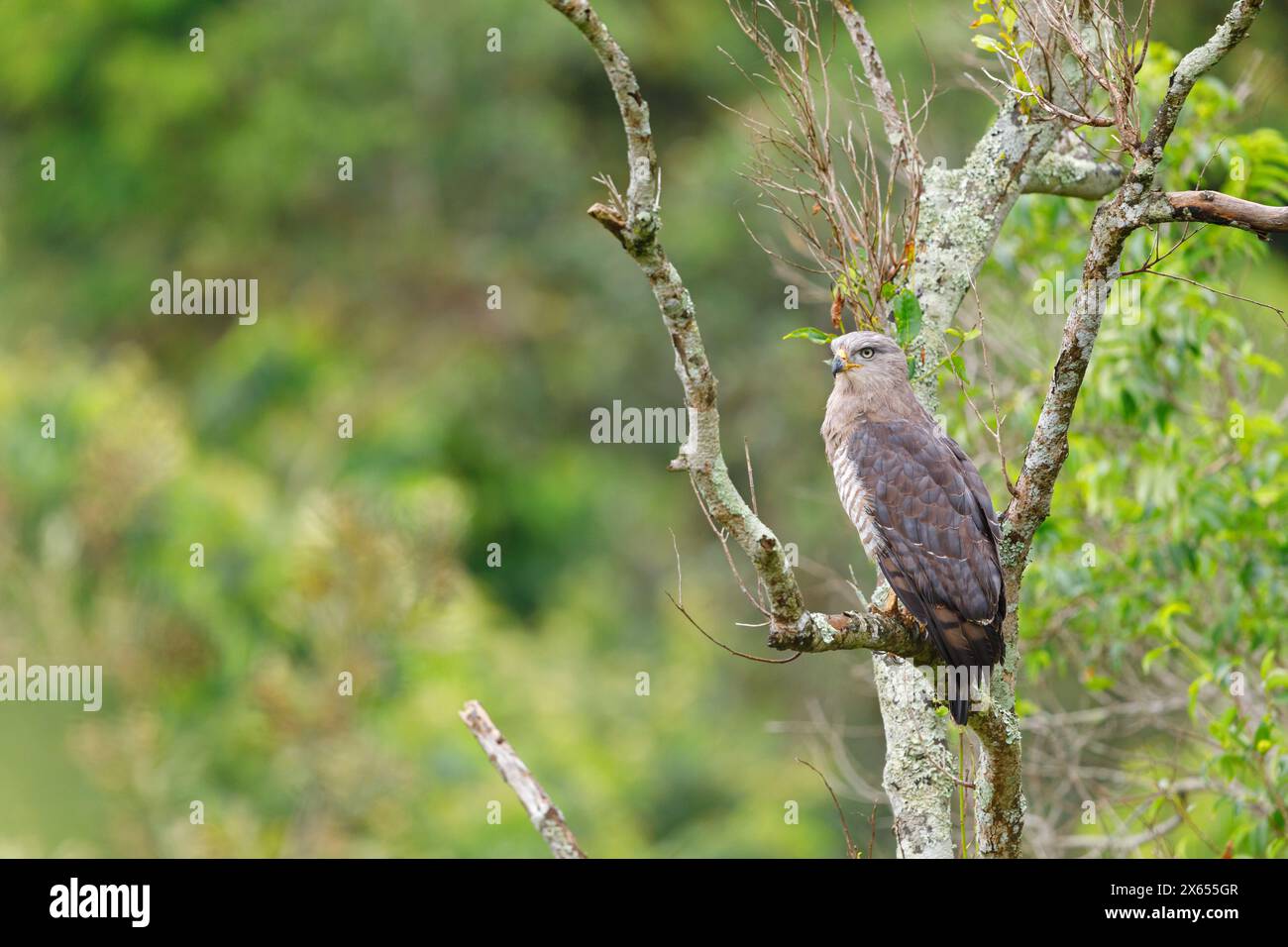Graubrust-Schlangenadler, Fasciated Snake-Eagle, Southern Banded Snake Eagle, Southern Banded Snake-Eagle, Southern Banded Snake-Eagle, Circaetus fasc Foto Stock