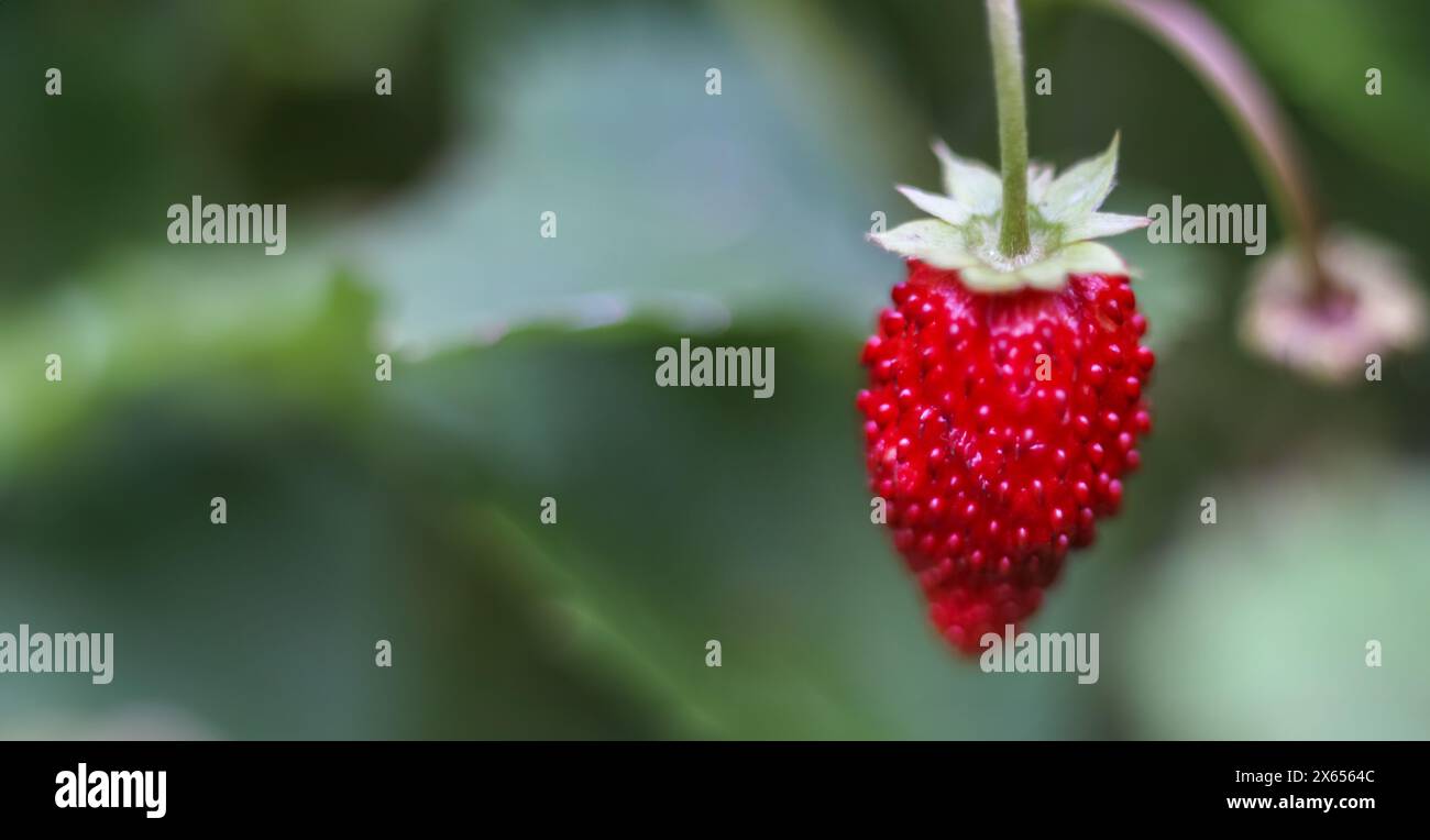 Fragola rossa in verde di foglie in giardino. Banner natura estivo. Foto Stock