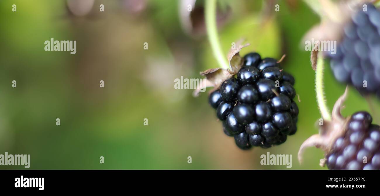 More mature sul cespuglio nel giardino estivo. Banner, spazio copia, spazio testo, modello, layout, mockup. Foto Stock