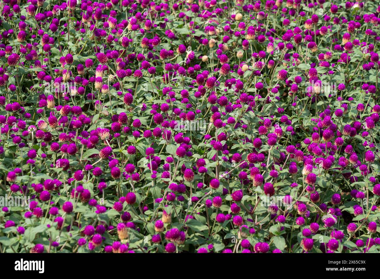 Un campo di Amaranthsin Purple Globe la luce solare intensa. Foto Stock