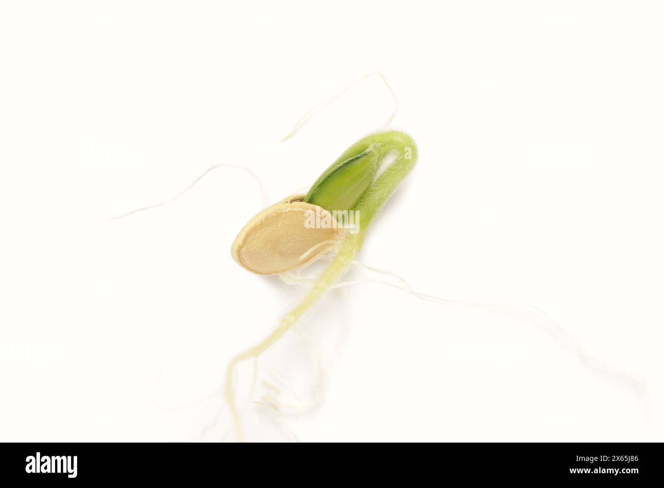 Lo Sprout dei semi di zucca di capesante ha germinato e sviluppato radici. Il seme si è aperto e sono visibili germogli verdi, già a metà strada sono emersi Foto Stock