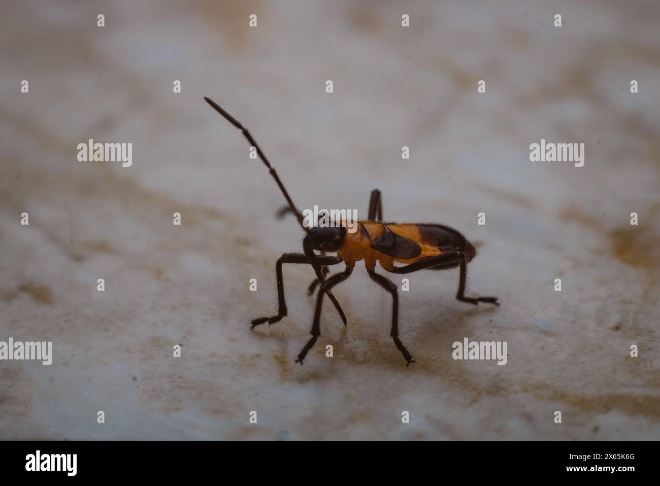 ninfa di latte su un piano di marmo Foto Stock