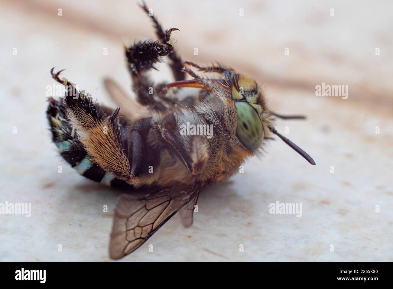 Api con bande blu o api da scavo, una specie di api generalmente di dimensioni medio-grandi che appartengono al genere Amegilla, fotografate capovolte. Foto Stock