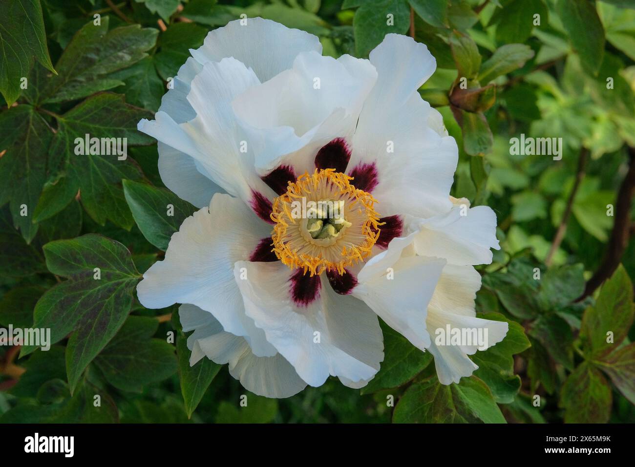 Paeonia suffruticosa cresce in giardino. Pianta bianca. Fiori appariscenti. Fiori romantici. Fioritura primaverile. Foto Stock