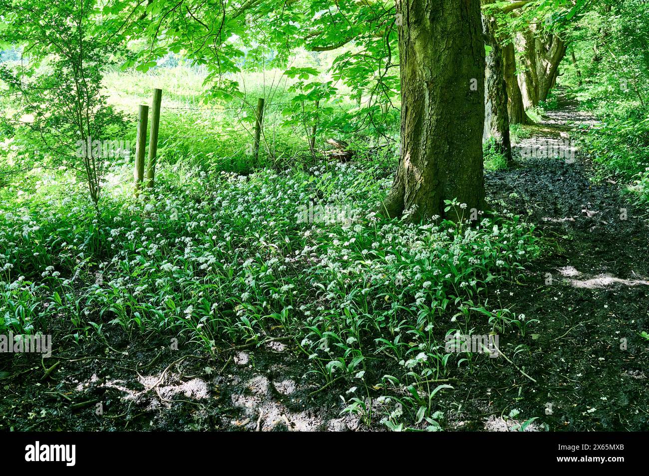 Aglio selvatico che cresce nel bosco in primavera Foto Stock