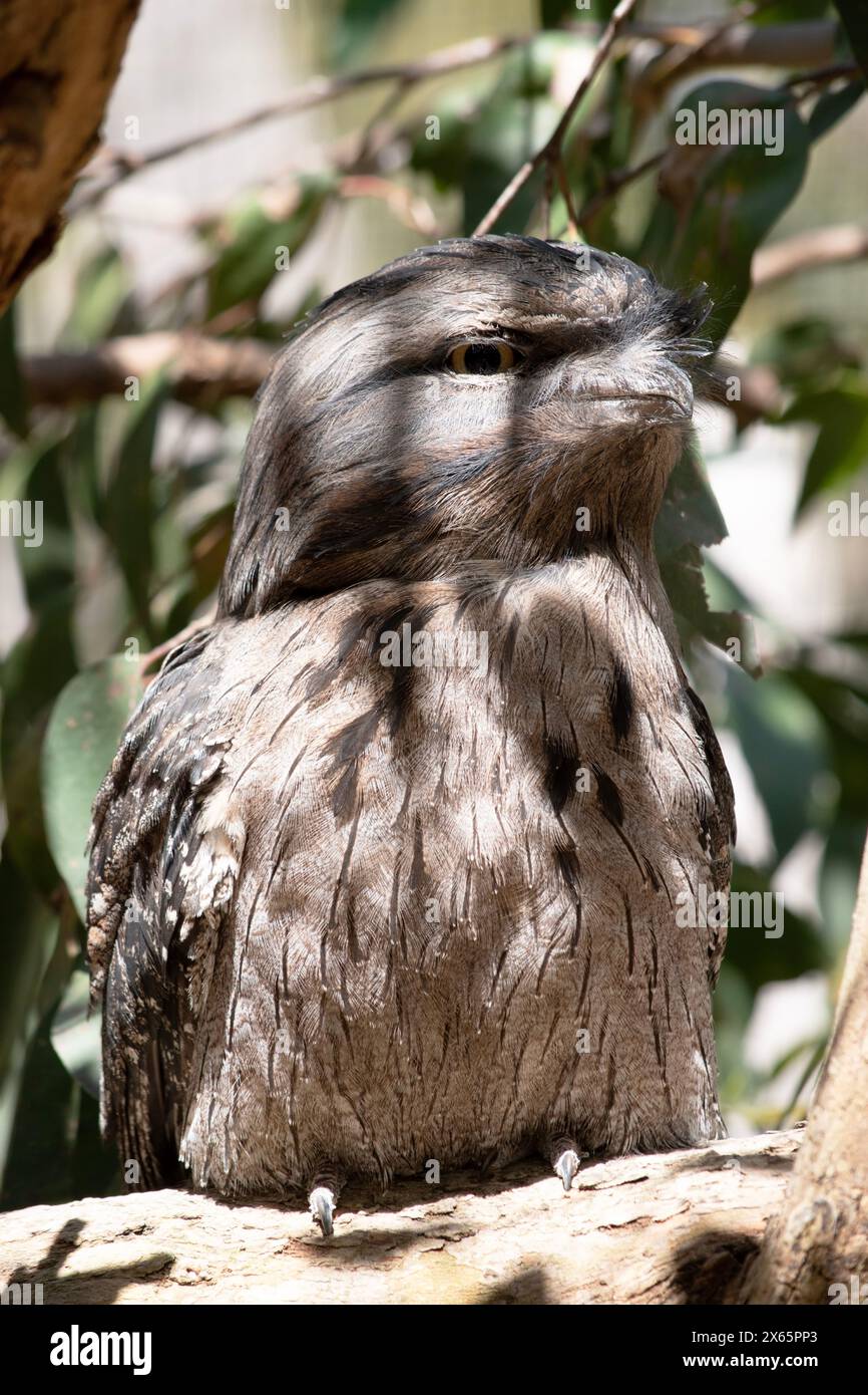 la bocca di frogmouth è caratterizzata da un grigio chiazzato, bianco, nero e ruvido: i motivi delle piume li aiutano a imitare i rami degli alberi morti. Foto Stock