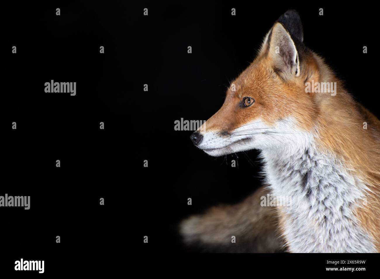 Volpe rossa che guarda a sinistra Foto Stock
