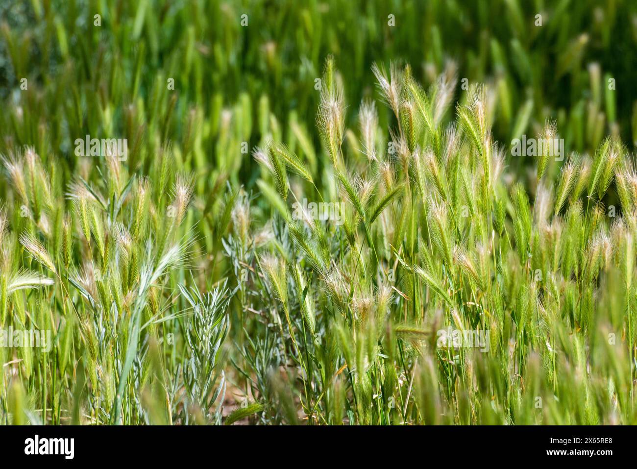 Un campo di erba verde con qualche macchia marrone Foto Stock